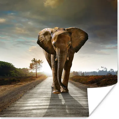 Produktbild von MuchoWow® Poster Elefant - Straße - Tiere - Sonnenuntergang - Landschaft 75x75 cm - Wand Dekoration