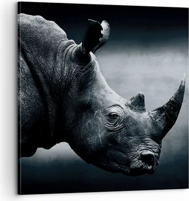 Produktbild von Bild auf Leinwand - Leinwandbild - Einteilig - Nashorn Schwarzweiß Porträt - 60x60cm - Wand Bild - Wanddeko - Wandbilder - Leinwanddruck - Bilder - Wanddekoration - Leinwand bilder - AC60x60-4347