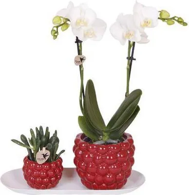 Produktbild von Set aus weißer Orchidee und Rhipsalis auf Bambustablett Elegante pflegeleicht