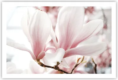 Produktbild von Poster - Poster ohne Rahmen - Zweig Magnolie Blume - 91,5x61 cm - Wand Bild - Wanddeko - Wandbilder - Kunstposter - Wandposter - Bilder - Kunstdruck - Wanddekoration - Wandbild - P2XAA91x61-4538