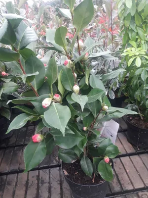 Produktbild von Camellia japonica Festival - Kamelie Festival