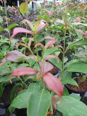 Produktbild von Cornus hongkongensis - Hongkong-Hartriegel 40-60cm