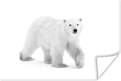 Produktbild von MuchoWow® Poster Eisbär im Schnee - schwarz und weiß 180x120 cm - Fotoplakat