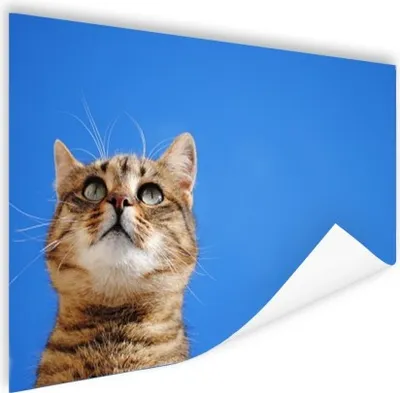 Produktbild von MuchoWow® Poster Katze - Braun - Luft - Mädchen - Jungen - Kinder 120x80 cm - Bilder