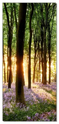 Produktbild von Wallario selbstklebende Türtapete 93 x 205 cm - Blaue Hasenglöckchen im Wald mit Sonnenstrahlen - Abwischbar, rückstandsfrei zu entfernen