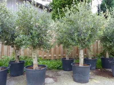 Produktbild von 2 Stück winterharter XL Olivenbaum  45 Jahre, dicke Stämme, winterhart