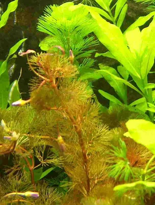 Produktbild von 10 Bunde Cabomba piauhyensis rote Haarnixe