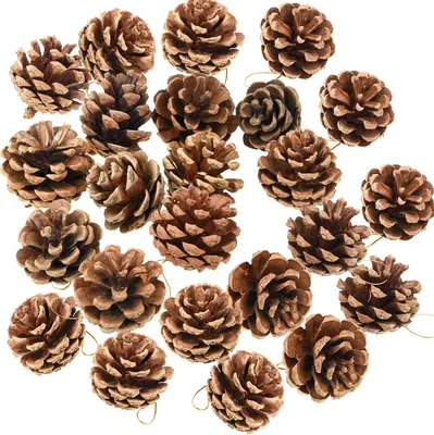 A collection of natural pinecones arranged on a white background.