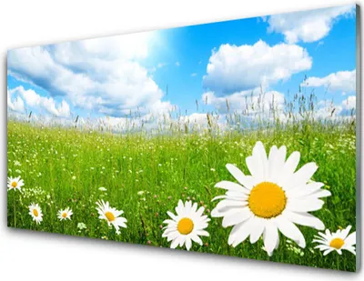 Produktbild von Acrylglasbilder 100x50 Wandbild Druck Gänseblümchen Gras Natur