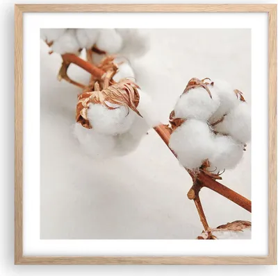 Produktbild von Gerahmtes Poster - Rahmen in heller Eiche - Baumwolle Makro Zweig - 50x50 cm - Wand Bild - Wanddeko - Wandbilder - Kunstposter - Wandposter - Bilderrahmen - Bilder - Kunstdruck - P2NAC50x50-4835