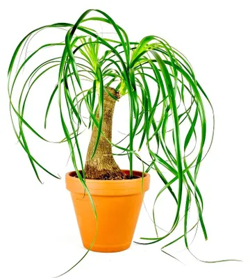 Produktbild von Gardneria recurvata, Durchmesser 14-15 cm