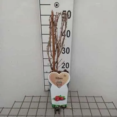 Produktbild von Ribes u.-c. 'Pax' - Stachelbeere 'Pax' | 25 cm im topf