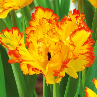 Zdjęcie produktu dla Tulipan Papuzi Carribean Parrot 5 szt. Tulipany Cebulki Tulipanów Cebule