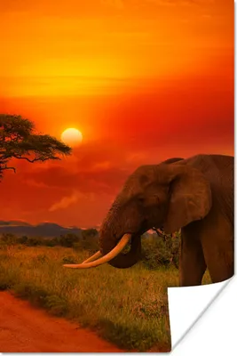 Produktbild von MuchoWow® Poster Elefant - Sonnenuntergang - Orange - Savanne - Tiere 40x60 cm - Plakate für die Wand - Poster Babyzimmer