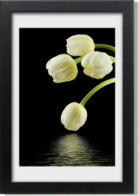 Produktbild von Bild 20x30 MDF-Rahmen, Wandkunst Weiße Tulpen