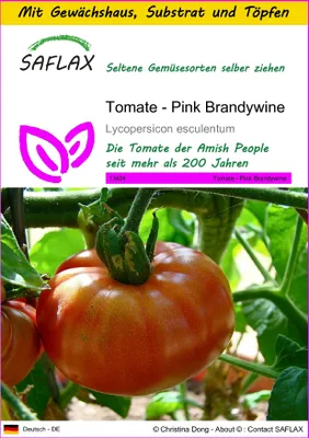 Produktbild von SAFLAX Anzucht Set - Tomate - Pink Brandywine - Lycopersicon esculentum - 10 Samen - Mit Mini-Gewächshaus, Anzuchtsubstrat und 2 Töpfen