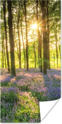 Produktbild von MuchoWow® Poster Frühling - Wald - Sonne 40x80 cm - Dekoration