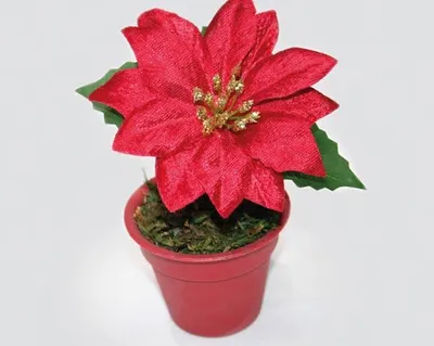 Produktbild von Weihnachtsstern mit großer Samtblüte, 13x11cm im Blumentopf