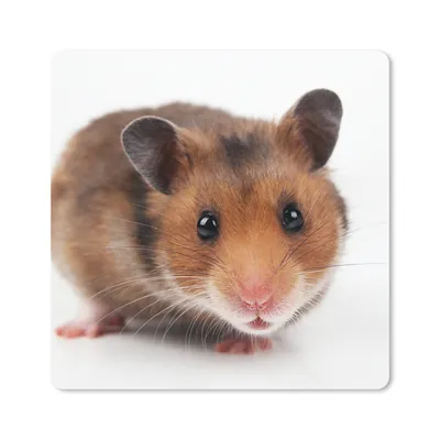 Produktbild von MuchoWow® Mauspad Mousepad Neugieriger Hamster 20x20 cm - Mousepads - Maus Mat - Pad - Mausunterlage - Desk Mat - Bureauartikeln