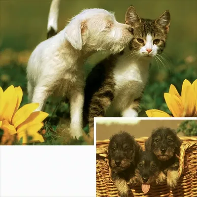 Produktbild von Tierfreundschaft Puzzle bis 20 Teile