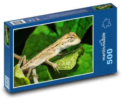 Obrázek produktu pro Puzzle 500 Gekon na zeleném listu - martinpuzzle