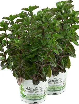 Produktbild von Enseleits 2er Set Grapefruit-Minze, Minze Pflanze, Winterhart (Mentha suaveolens x piperita)