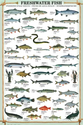 Produktbild von Educational Freshwater Fish - Süsswasserfische Bildung Lernposter Druck