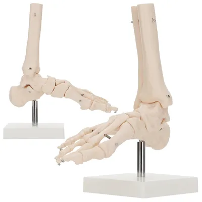 Obrázek produktu pro 4FIZJO Anatomický model hlezenního kloubu 1:1
