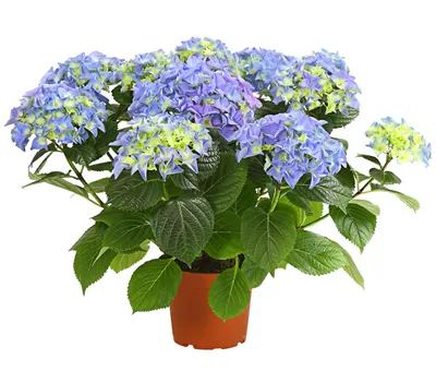 Produktbild von Dehner Hortensie, üppige blaue Blütenbälle, ca. 40-50 cm, Ø Topf 13 cm, Zierstrauch