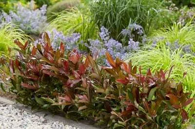 Zdjęcie produktu dla Viburnum odor. coppertop'® - Snowball 50- 60 cm - pojemnik