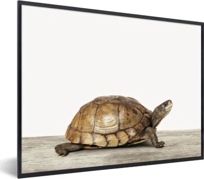 Produktbild von MuchoWow® Gerahmtes Poster Schildkröte - Junge - Tiere - Kinder - Mädchen 80x60 cm - Poster mit Schwarzem Bilderrahmen Wandposter Rahmen Foto Bilder - Schwarzem - Mit Gestell