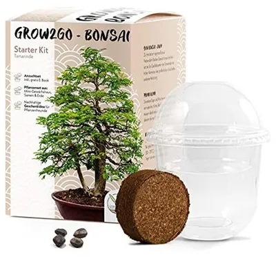 Productafbeelding van Bonsai Starter Kit met Tamarind Zaden en Mini Kweekkas