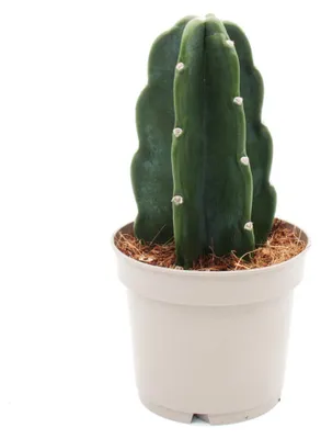 Image de Cactus Doux - Le cactus à câliner - sans épines - Nouveauté - Pot de 12 cm