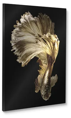 Produktbild von STYLER Leinwandbild 60x80 cm Canvas Silver Goldfish modernes Wandbild dekorative Wanddeko Wohnzimmer Schlafzimmer Büro