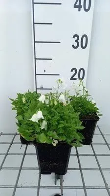 Immagine prodotto di 6 x Campanula cochl. 'White Baby' - Menta di montagna - vaso 9 x 9 cm