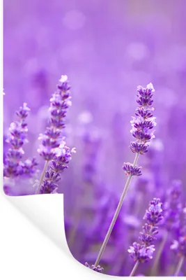 Produktbild von MuchoWow® Wandtattoo Wandsticker Wandaufkleber Lavendel - Nahaufnahme - Blumen - Lila 40x60 cm Selbstklebend und Repositionierbar - Wierderverwendbar - Selbstklebend