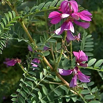 Image de 2 plants de pervenche d'inde - *Indigofera heterantha* 'Gerardiana' | 40-60 cm en pot