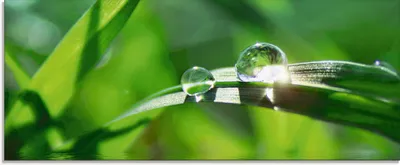 Produktbild von ARTland Glasbild Grüner Hintergrund mit Gras Größe: 125x50 cm