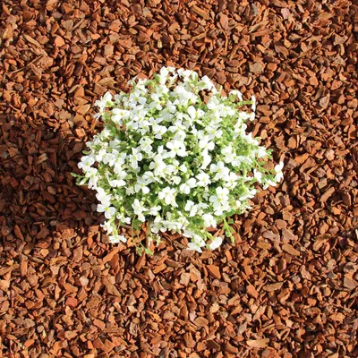 Produktbild von Premium Pinie 60 Liter in mittel| Dekorativer Pinienmulch für Garten, Hochbeet, Pflanzen und Sträucher