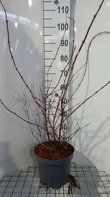 Obrázok produktu pre Deutzia hybr. 'Strawberry Fields' - Maiblumenstrauch 60- 80 cm Kontajner