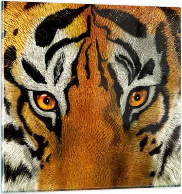 Produktbild von Bilder auf glas - Tiger Tiere Natur Safari - 60x60cm - Glasbilder - Wandbilder - Kunstdruck - zum Aufhängen bereit - Wanddekoration aus Glas - Glas Bilder - Wandbild auf Glas - GAC60x60-1549