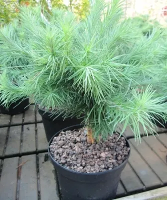 Produktbild von Blaue Zwerglärche Blue Dwarf - Larix kaempferi Blue Dwarf 20-25cm