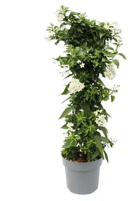 Obrázek produktu pro Solanum jasminoides – Letní jasmín – 19cm květináč – cca 75 cm – bílý