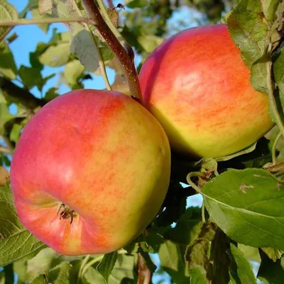 Two apples on a tree branch with green leaves.