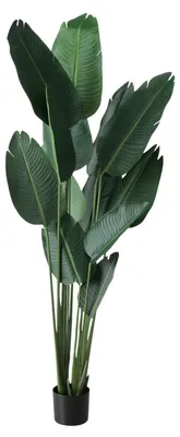 Produktbild von Künstliche Bananenpflanze, H. 185 cm