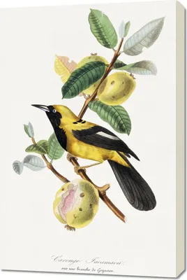 Produktbild von Bild 60x90cm Jacamar, Paul Gervais Vintage für das Wohnzimmer