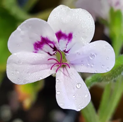 Image de Pelargonium x blandfordianum / Géranium au parfum de rose