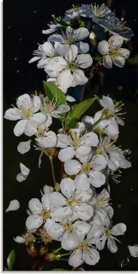 Produktbild von ARTland Glasbild Baumblüte Größe: 50x100 cm
