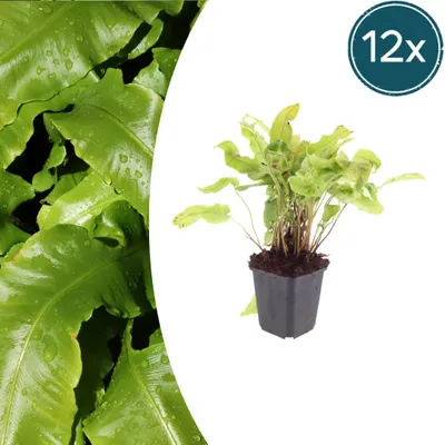 Zdjęcie produktu dla Asplenium scolopendrium | 12 sztuk - 10-25cm - Ø9cm - Roślina ogrodowa