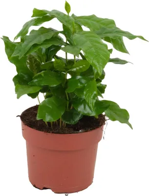 Obrázok produktu pre Kávovník Coffea Arabica Ø12cm Výška20-25cm - Tropická izbová rastlina s